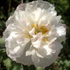 1000 Mixed Colors DOUBLE SHIRLEY POPPY Papaver Rhoeas Flower Seeds