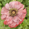 1000 Mixed Colors DOUBLE SHIRLEY POPPY Papaver Rhoeas Flower Seeds