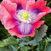 100 HENS and CHICKS Poppy Hens & Chickens Breadseed Lettuce Leaf Papaver Somniferum Flower Seeds