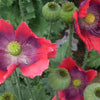 100 HENS and CHICKS Poppy Hens & Chickens Breadseed Lettuce Leaf Papaver Somniferum Flower Seeds