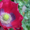 100 HENS and CHICKS Poppy Hens & Chickens Breadseed Lettuce Leaf Papaver Somniferum Flower Seeds