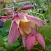 50 Mixed Colors MCKANAS GIANT COLUMBINE Aquilegia Vulgaris Flower Seeds