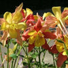 50 Mixed Colors MCKANAS GIANT COLUMBINE Aquilegia Vulgaris Flower Seeds