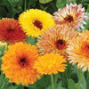 500 Mixed Colors FANCY MIX Pot MARIGOLD Calendula Officinalis Flower Seeds