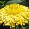 500 Mixed Colors FANCY MIX Pot MARIGOLD Calendula Officinalis Flower Seeds