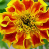 500 Mixed Colors FANCY MIX Pot MARIGOLD Calendula Officinalis Flower Seeds