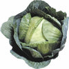 500 Early JERSEY WAKEFIELD CABBAGE Brassica Oleracea Capitata Vegetable Seeds
