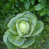 500 Early JERSEY WAKEFIELD CABBAGE Brassica Oleracea Capitata Vegetable Seeds