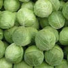 500 Early JERSEY WAKEFIELD CABBAGE Brassica Oleracea Capitata Vegetable Seeds