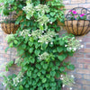 50 CLIMBING HYDRANGEA Anomala Petiolaris Vine Flower Seeds