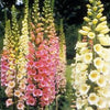 1000 DWARF FOXY MIX FOXGLOVE Digitalis Purpurea Flower Seeds