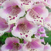 1000 DWARF FOXY MIX FOXGLOVE Digitalis Purpurea Flower Seeds