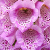 1000 DWARF FOXY MIX FOXGLOVE Digitalis Purpurea Flower Seeds