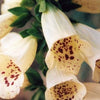 1000 DWARF FOXY MIX FOXGLOVE Digitalis Purpurea Flower Seeds