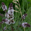 250 PEPPERMINT MINT Mentha Piperita Herb Flower Seeds
