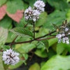 250 PEPPERMINT MINT Mentha Piperita Herb Flower Seeds