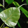 30 FICUS TREE (Bodhi Tree / Sacred Fig / Bo Tree / Pipal) Ficus Religiosa Seeds
