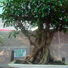 30 FICUS TREE (Bodhi Tree / Sacred Fig / Bo Tree / Pipal) Ficus Religiosa Seeds