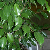 30 FICUS TREE (Bodhi Tree / Sacred Fig / Bo Tree / Pipal) Ficus Religiosa Seeds