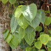 30 FICUS TREE (Bodhi Tree / Sacred Fig / Bo Tree / Pipal) Ficus Religiosa Seeds