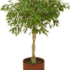 30 FICUS TREE (Bodhi Tree / Sacred Fig / Bo Tree / Pipal) Ficus Religiosa Seeds