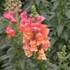 2000 NORTHERN LIGHTS Mix SNAPDRAGON Linaria Maroccana Flower Seeds