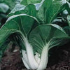 2000 CANTON PAK CHOI (Bok Choy / Chinese Cabbage) Brassica Rapa Chinensis Vegetable Seeds