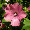 200 ROSE MALLOW MIX (Bush Mallow) Hibiscus Lavatera Trimestris Flower Seeds