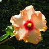 200 ROSE MALLOW MIX (Bush Mallow) Hibiscus Lavatera Trimestris Flower Seeds