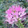 200 ROSE QUEEN CLEOME Hassleriana Spinosa Pink Spider Flower Seeds