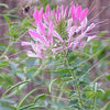 200 ROSE QUEEN CLEOME Hassleriana Spinosa Pink Spider Flower Seeds
