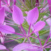 200 ROSE QUEEN CLEOME Hassleriana Spinosa Pink Spider Flower Seeds