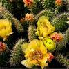 10 Yellow PRICKLY PEAR CACTUS Nopal Opuntia Ficus-Indica Flower Seeds