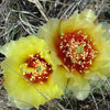 10 Yellow PRICKLY PEAR CACTUS Nopal Opuntia Ficus-Indica Flower Seeds