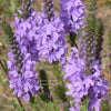 500 Purple HOARY VERVAIN Verbena Stricta Flower Seeds