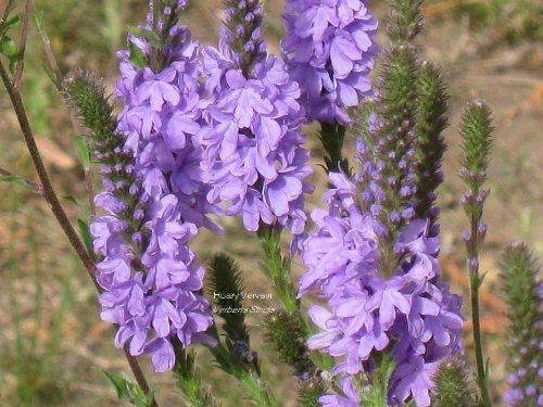 500 Purple HOARY VERVAIN Verbena Stricta Flower Seeds