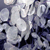 100 LUNARIA Biennis ( MONEY PLANT / Silver Dollar / Honesty / Moonwort ) Flower Seeds