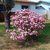 10 Mixed DESERT ROSE / ADENIUM Obesum African Houseplant Flower Seeds