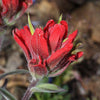 50 Red INDIAN PAINTBRUSH Castilleja Indivisa Flower Seeds