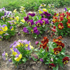 250 Mixed Colors SWISS GIANT PANSY Viola Wittrockiana Flower Seeds