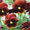 250 Mixed Colors SWISS GIANT PANSY Viola Wittrockiana Flower Seeds