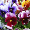 250 Mixed Colors SWISS GIANT PANSY Viola Wittrockiana Flower Seeds