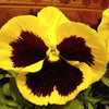 250 Mixed Colors SWISS GIANT PANSY Viola Wittrockiana Flower Seeds