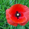 1000 Red AMERICAN LEGION (Corn / Shirley / Flanders) POPPY Papaver Rhoeas Flower Seeds