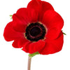 1000 Red AMERICAN LEGION (Corn / Shirley / Flanders) POPPY Papaver Rhoeas Flower Seeds