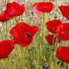 1000 Red AMERICAN LEGION (Corn / Shirley / Flanders) POPPY Papaver Rhoeas Flower Seeds