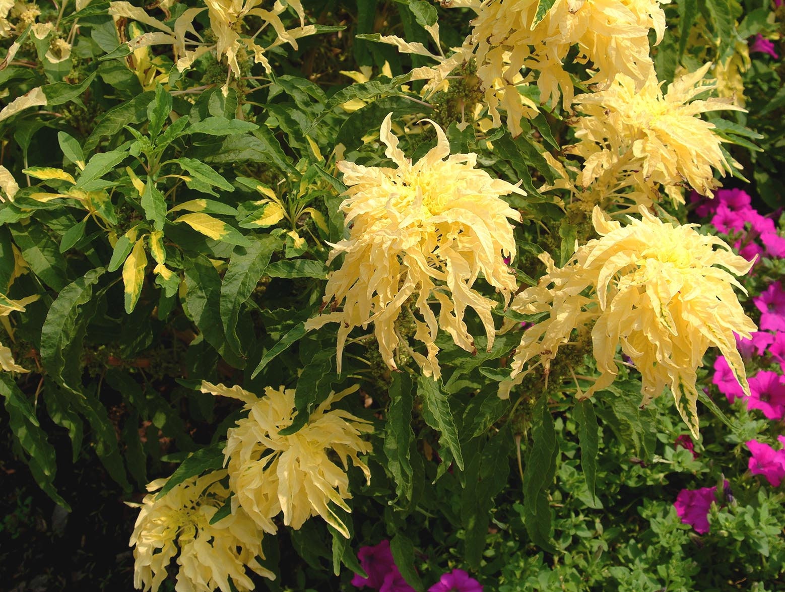 50 AURORA YELLOW AMARANTHUS Tricolor Josephs Coat Flower Seeds