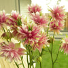 25 NORA BARLOW Pink COLUMBINE Aquilegia Caerulea Flower Seeds