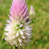 100 FLAMINGO FEATHER Wheat CELOSIA Spicata Pink & White Flower Seeds