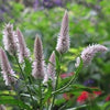 100 FLAMINGO FEATHER Wheat CELOSIA Spicata Pink & White Flower Seeds